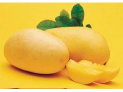 Mango juice Powder