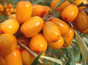 Sea Buckthorn juice powder