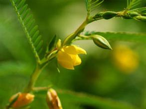 cassia seed extract