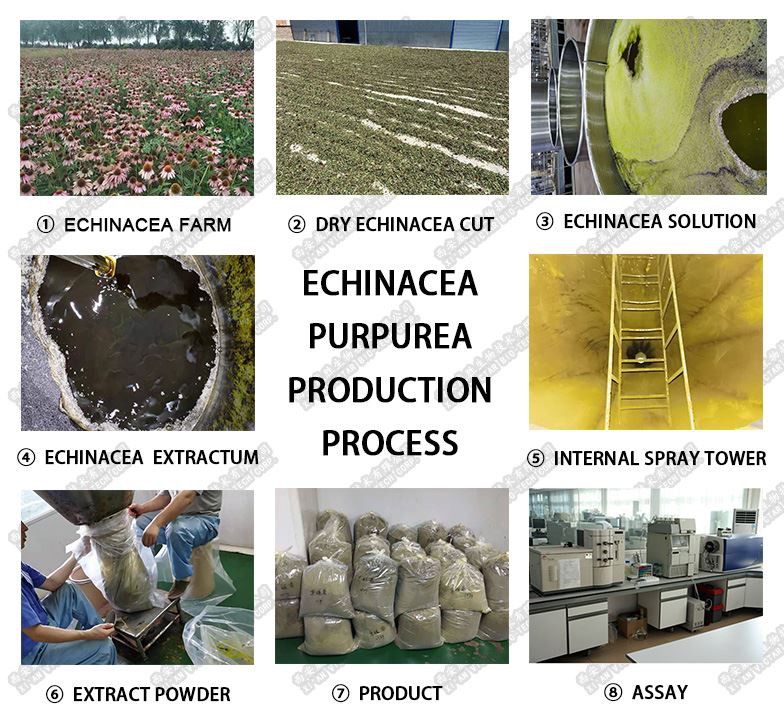 echinacea purpurea extract --Production process echinacea purpurea extract --Production process