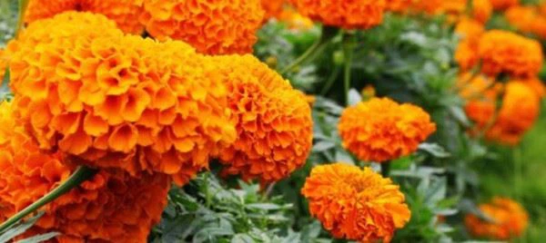 Marigold-Lutein- Marigold-Lutein-