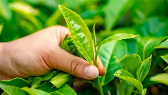 greentea greentea