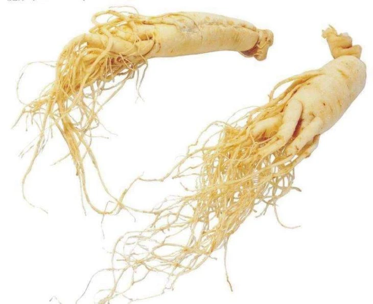 American Ginseng Extract