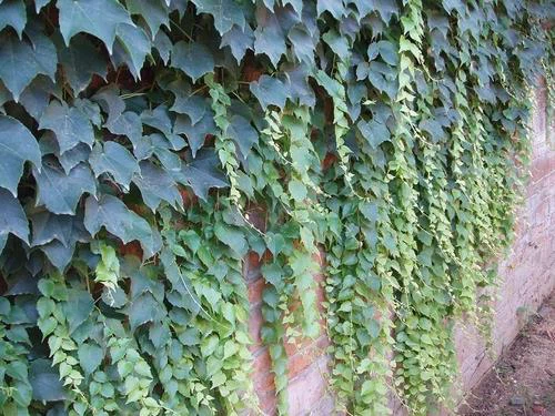 Ivy leaf extract