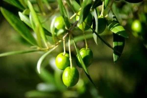 Olive Extract