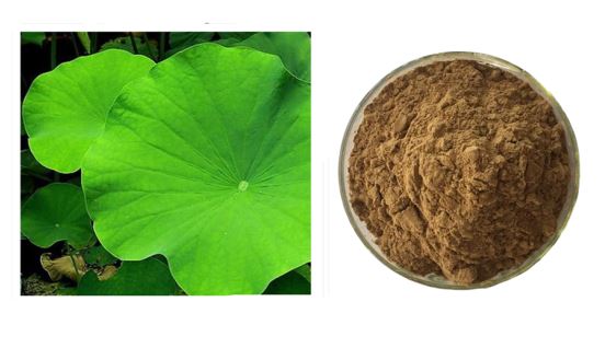 Lotus leaf Powder Extract