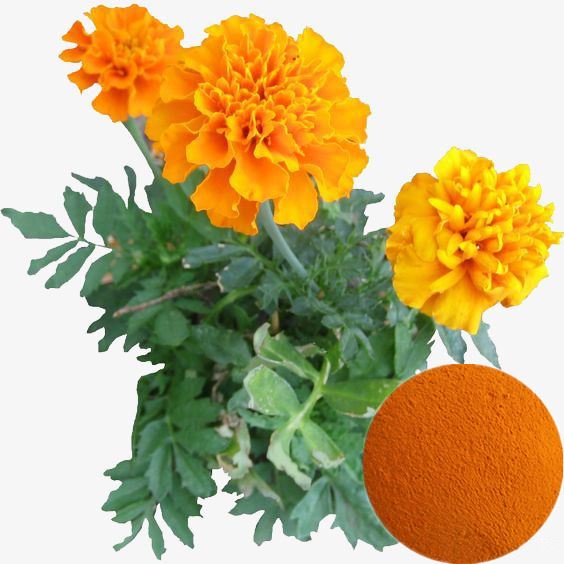 Lutein Powder
