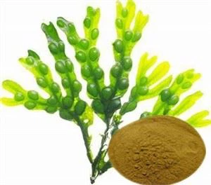 Bladder Wrack Extract
