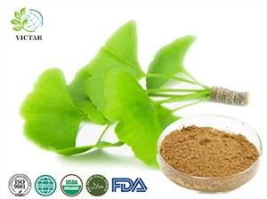 Ginkgo Biloba Extract